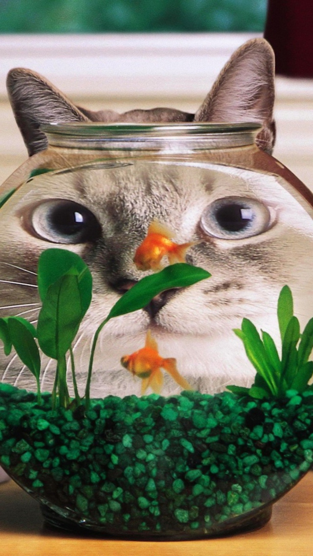 Aquarium Cat Funny Face Distortion wallpaper 640x1136
