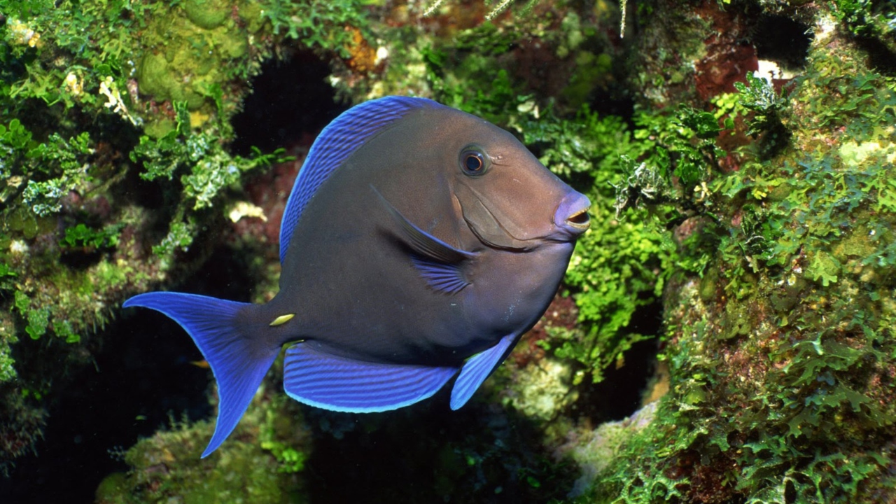 Blue And Black Fish screenshot #1 1280x720