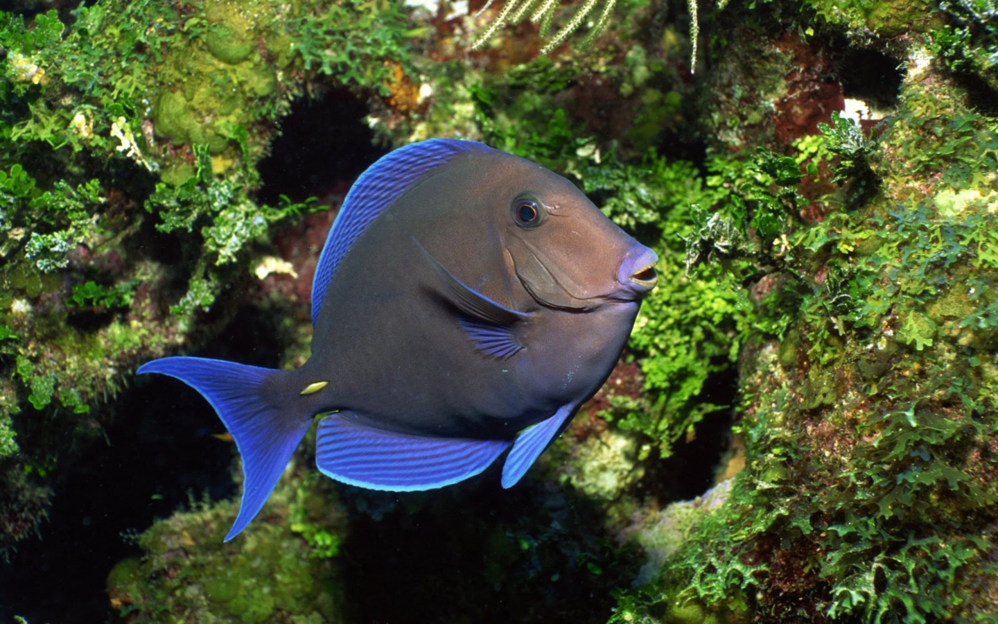Fondo de pantalla Blue And Black Fish 1440x900