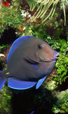 Blue And Black Fish screenshot #1 240x400