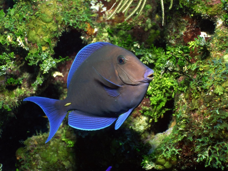 Blue And Black Fish wallpaper 800x600