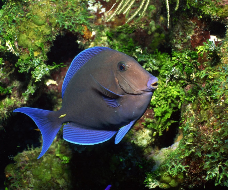 Blue And Black Fish screenshot #1 960x800