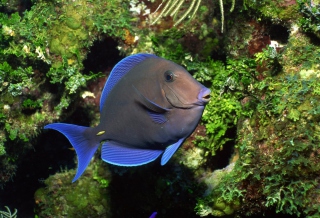 Free Blue And Black Fish Picture for Android, iPhone and iPad