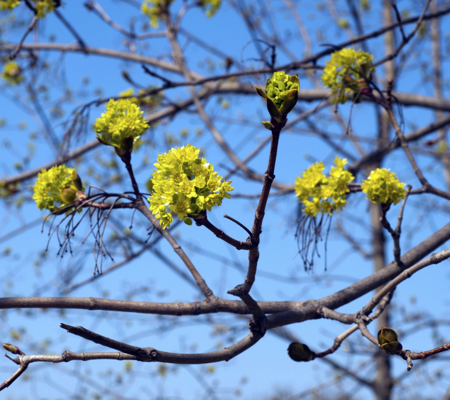 Spring Forest screenshot #1 1440x1280