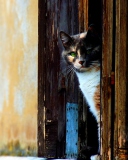 Обои Cat That Is Waiting 128x160