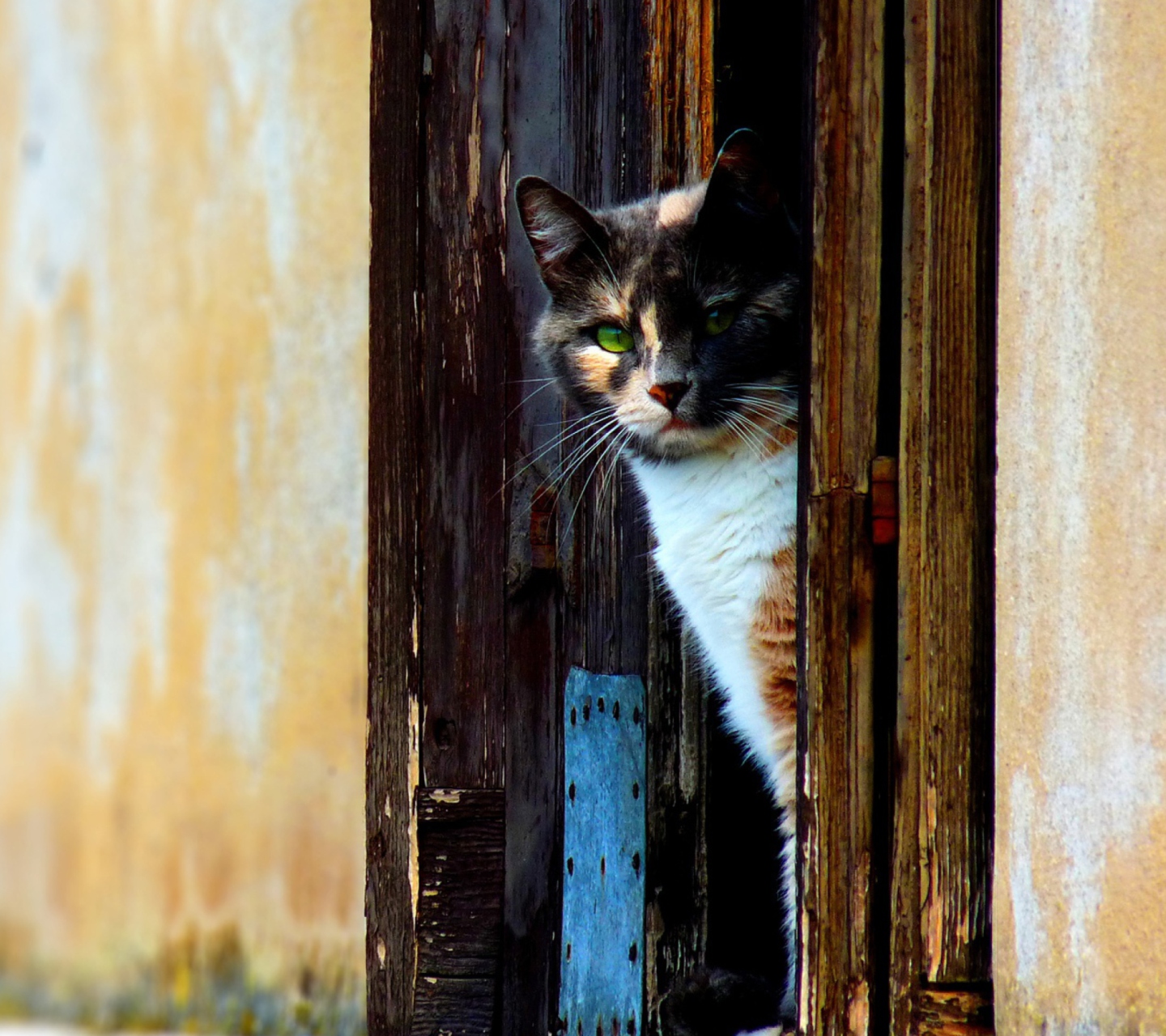 Обои Cat That Is Waiting 1440x1280