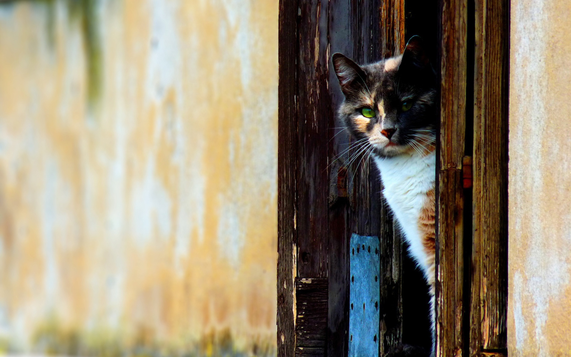 Cat That Is Waiting wallpaper 1920x1200