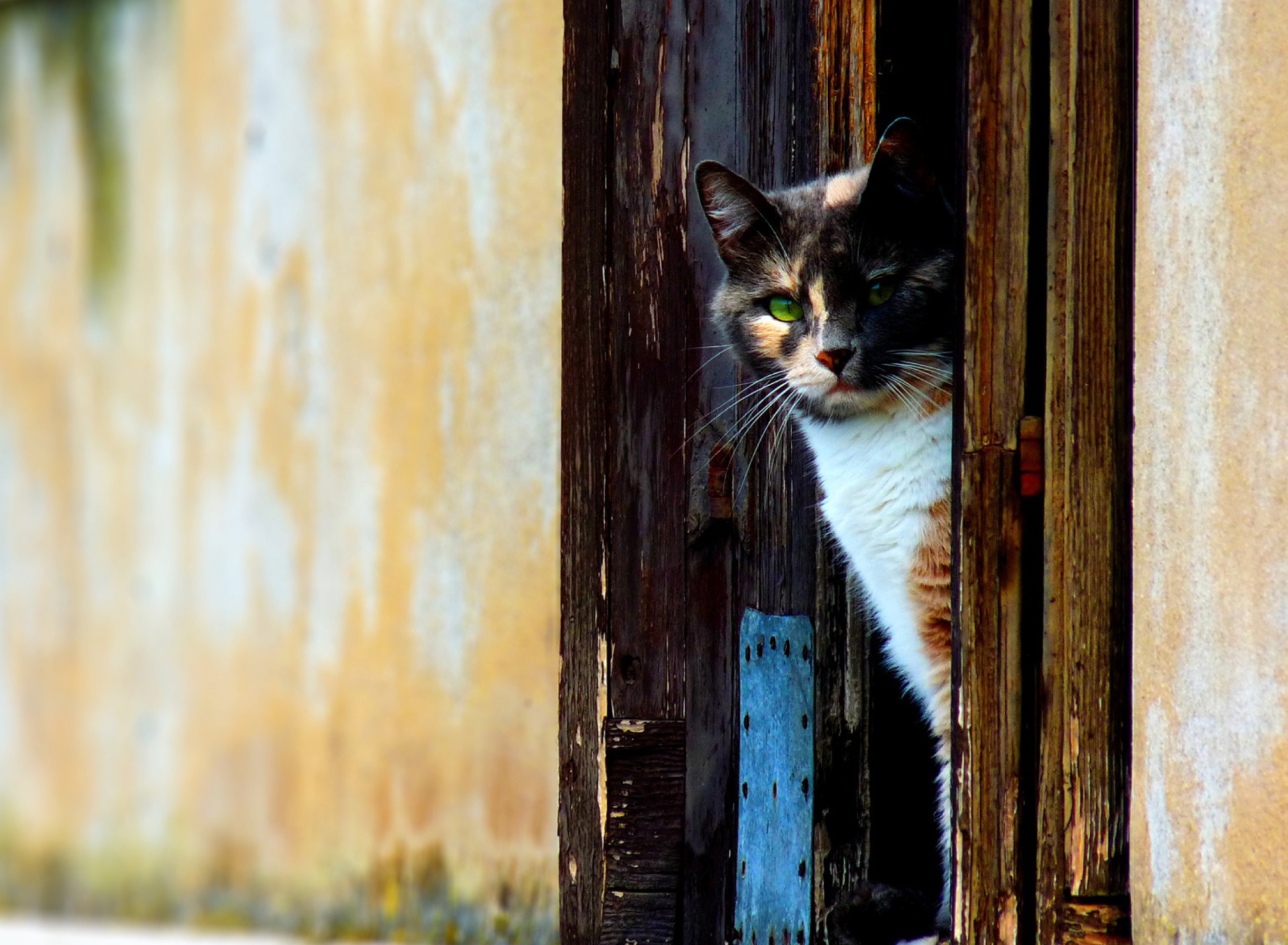 Обои Cat That Is Waiting 1920x1408