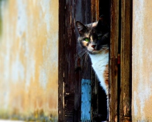 Cat That Is Waiting wallpaper 220x176