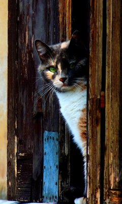 Cat That Is Waiting wallpaper 240x400