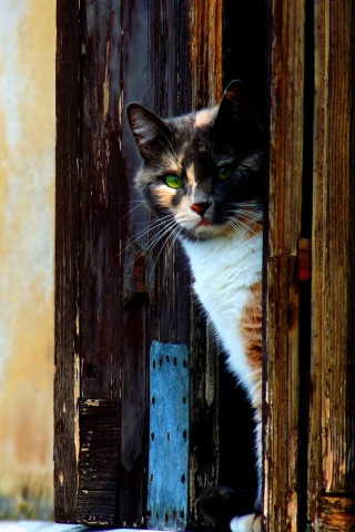 Cat That Is Waiting wallpaper 320x480