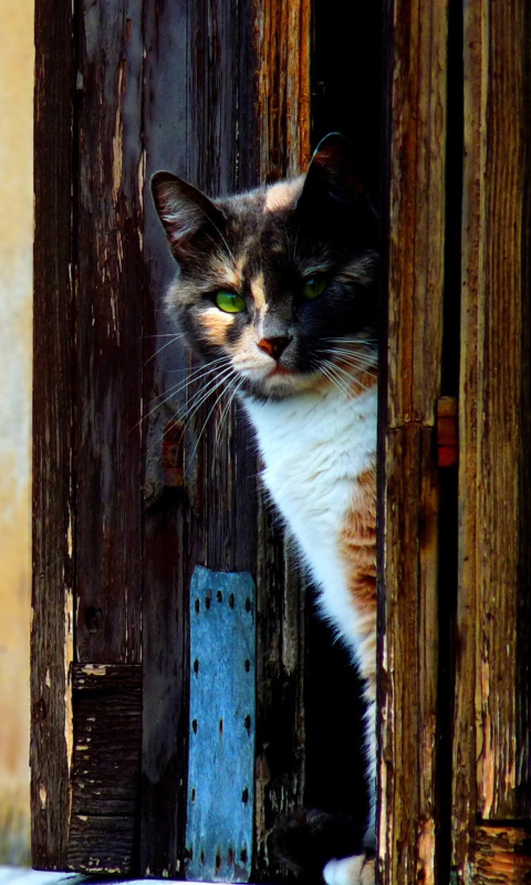 Cat That Is Waiting wallpaper 480x800