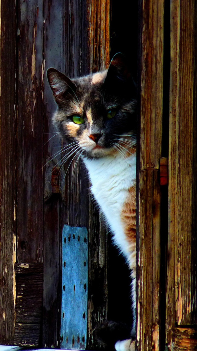 Cat That Is Waiting wallpaper 640x1136