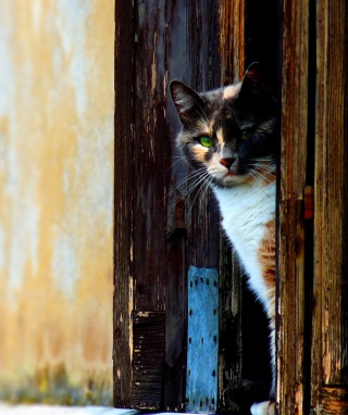 Kostenloses Cat That Is Waiting Wallpaper für HTC Titan