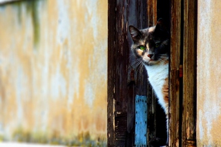 Cat That Is Waiting papel de parede para celular 