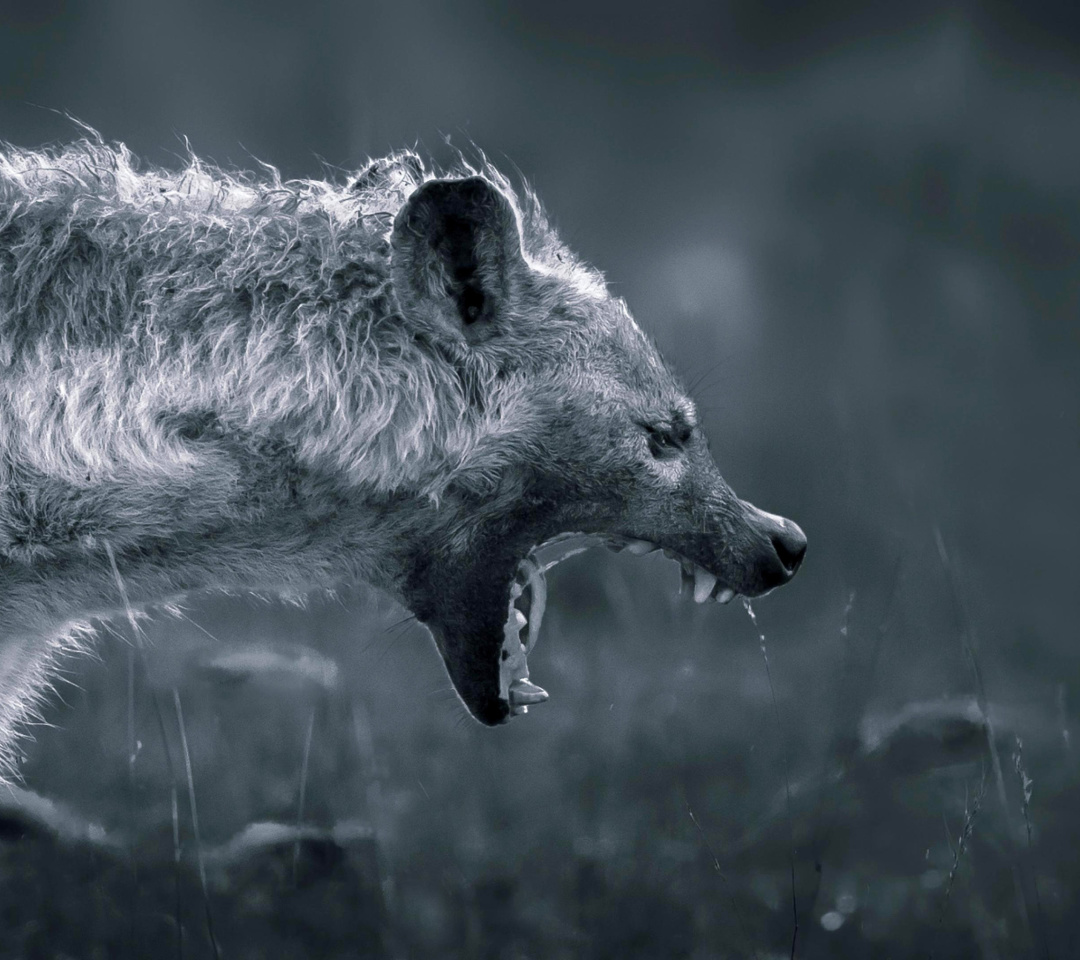 Hyena on Hunting wallpaper 1080x960