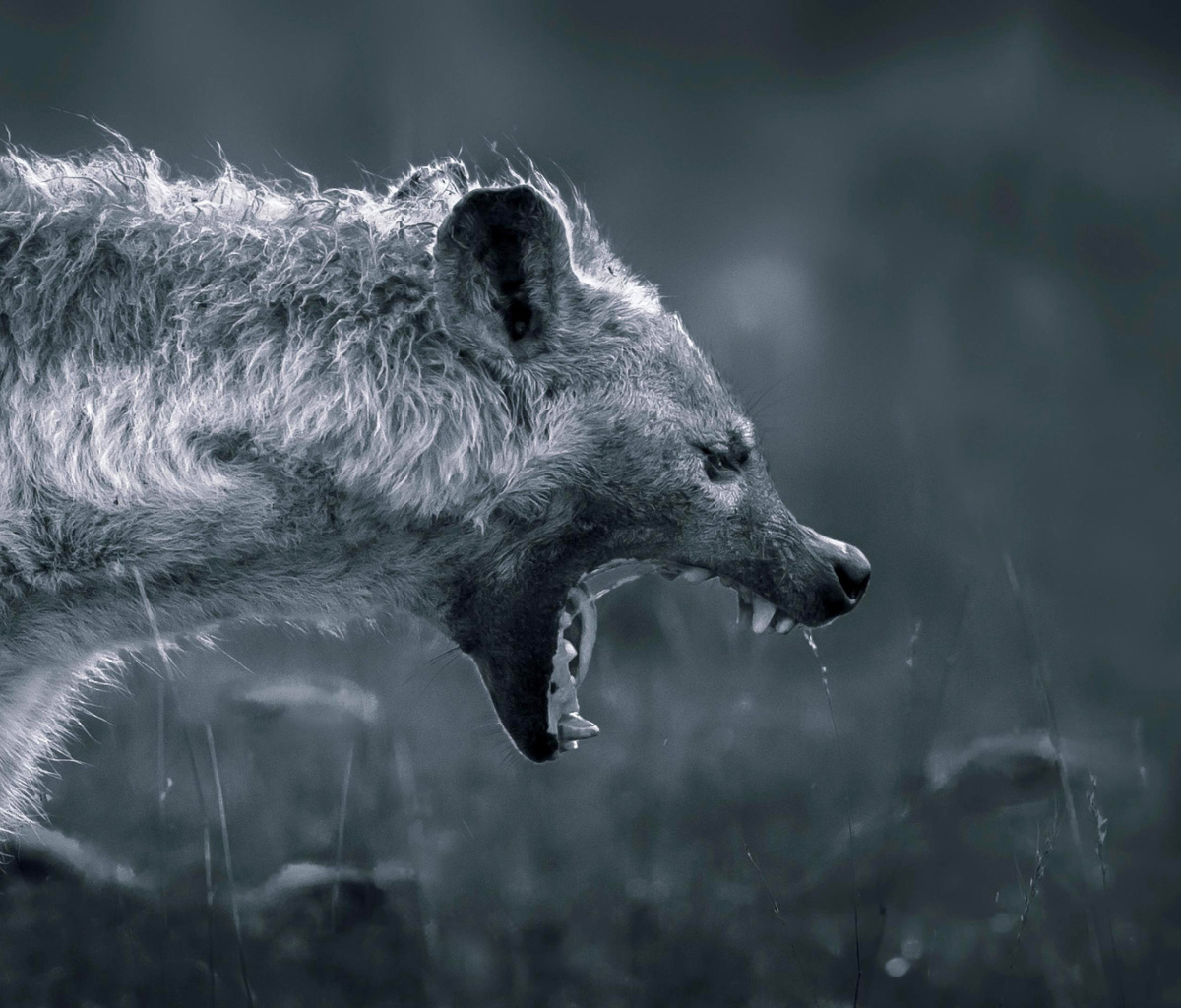 Hyena on Hunting screenshot #1 1200x1024