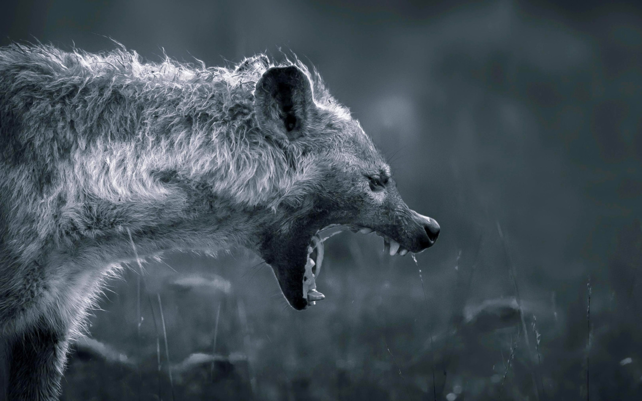 Fondo de pantalla Hyena on Hunting 1280x800