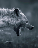 Fondo de pantalla Hyena on Hunting 128x160