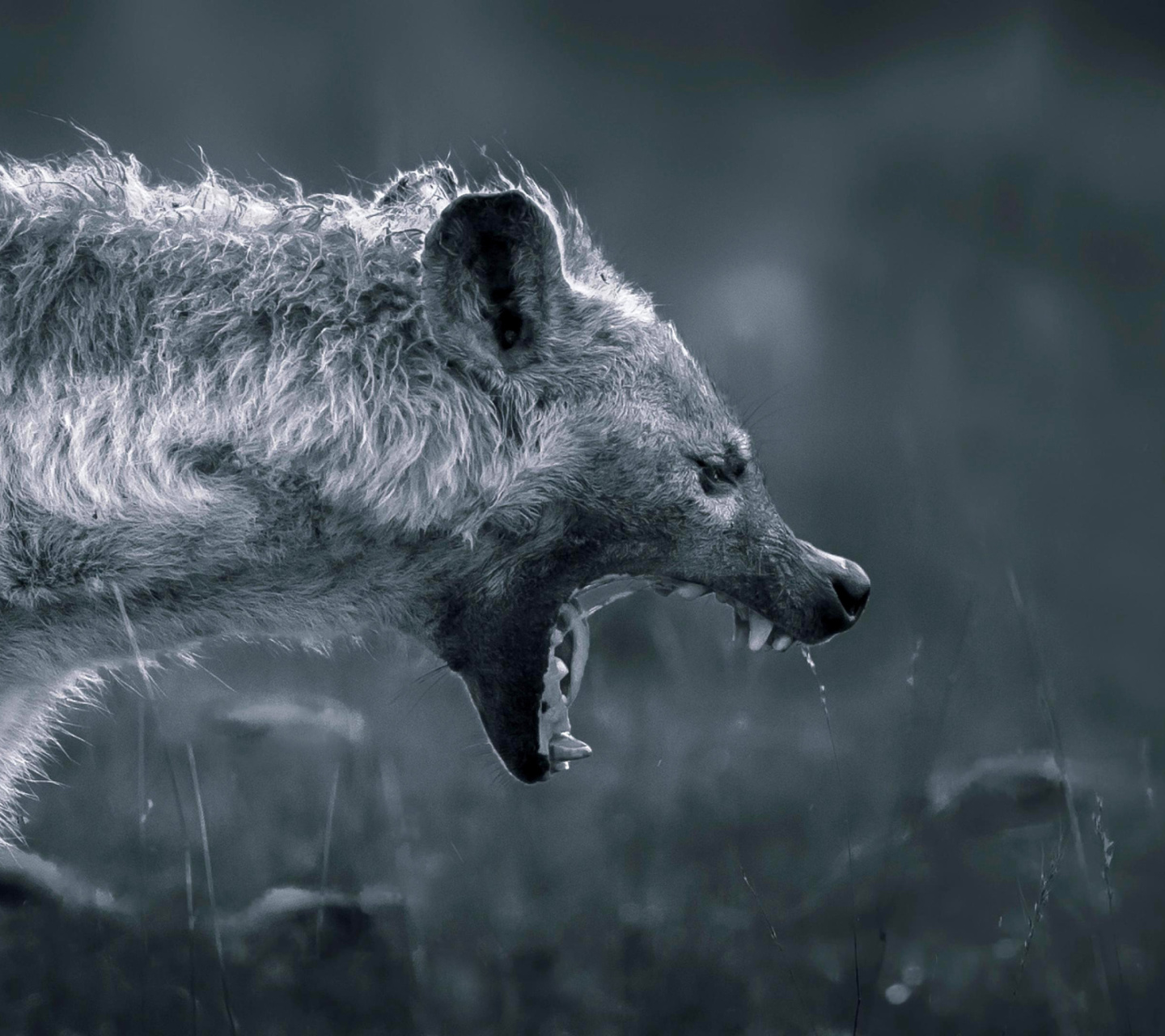 Hyena on Hunting wallpaper 1440x1280