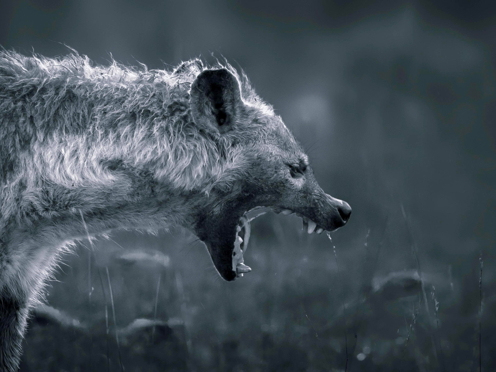 Fondo de pantalla Hyena on Hunting 1600x1200