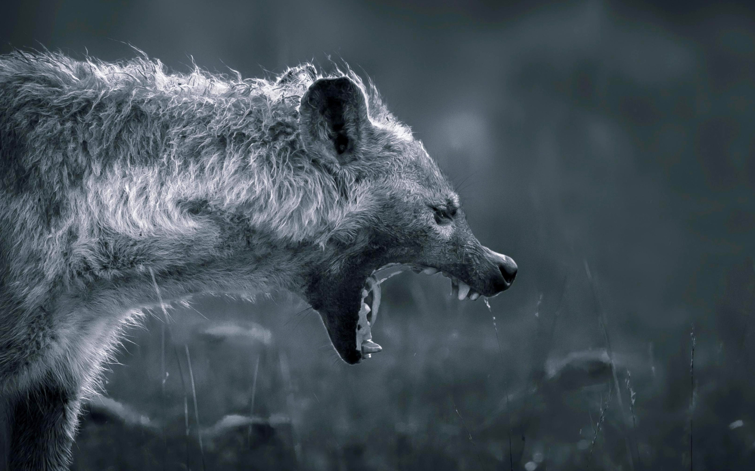 Fondo de pantalla Hyena on Hunting 2560x1600
