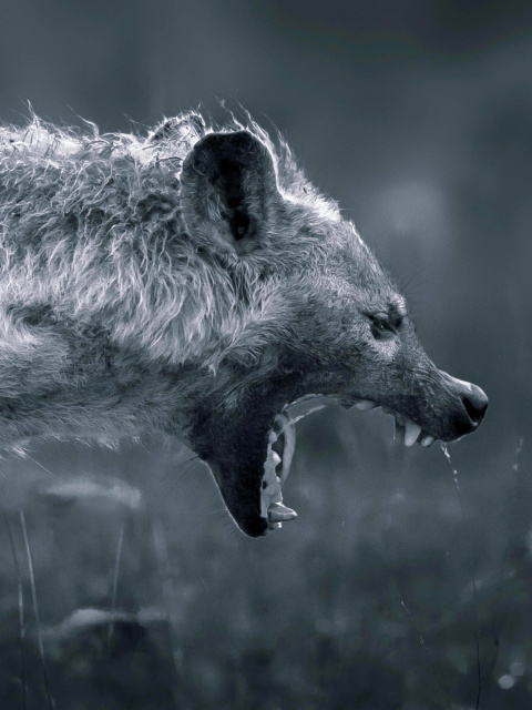Screenshot №1 pro téma Hyena on Hunting 480x640