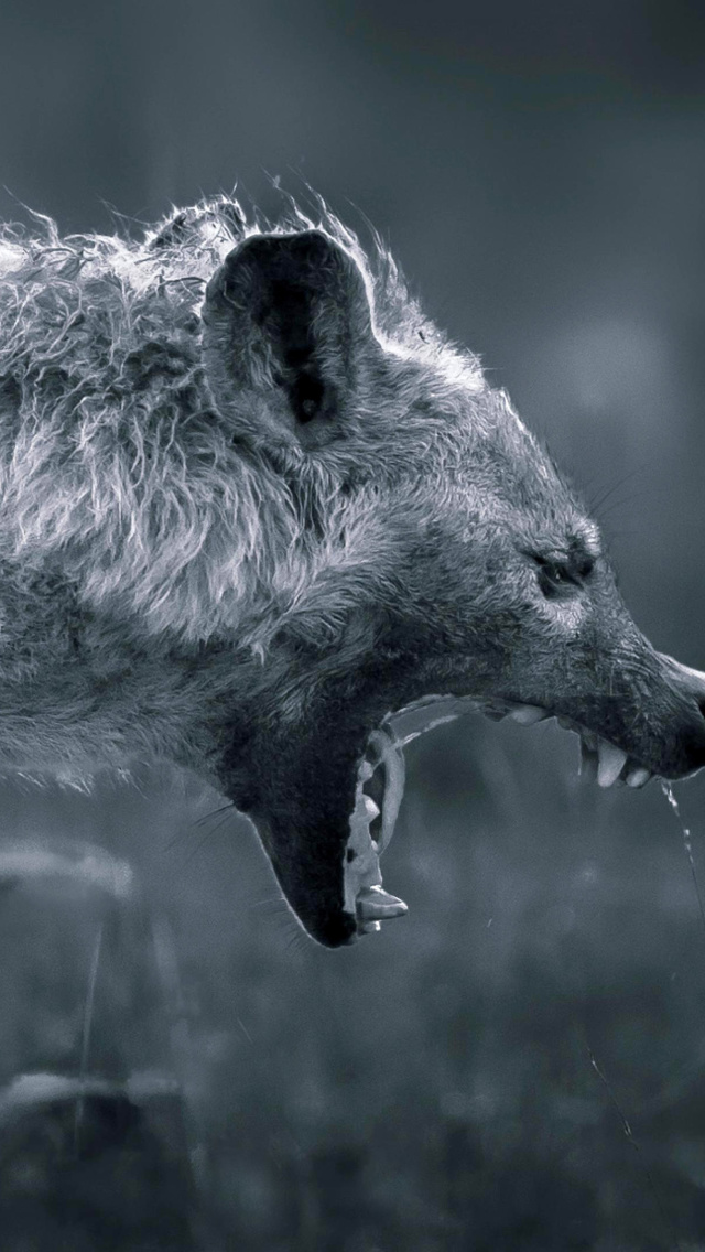 Fondo de pantalla Hyena on Hunting 640x1136