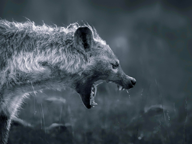 Hyena on Hunting wallpaper 640x480