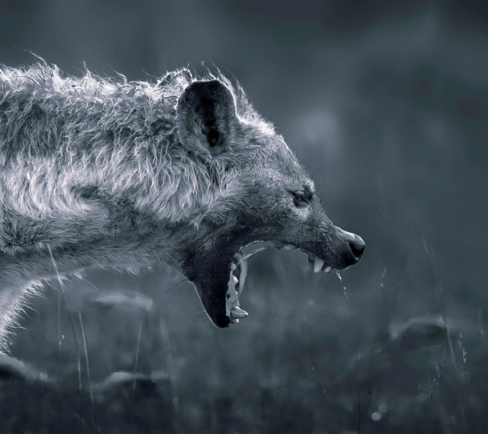Screenshot №1 pro téma Hyena on Hunting 960x854