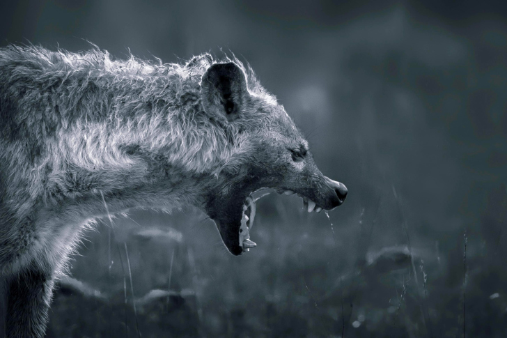 Screenshot №1 pro téma Hyena on Hunting