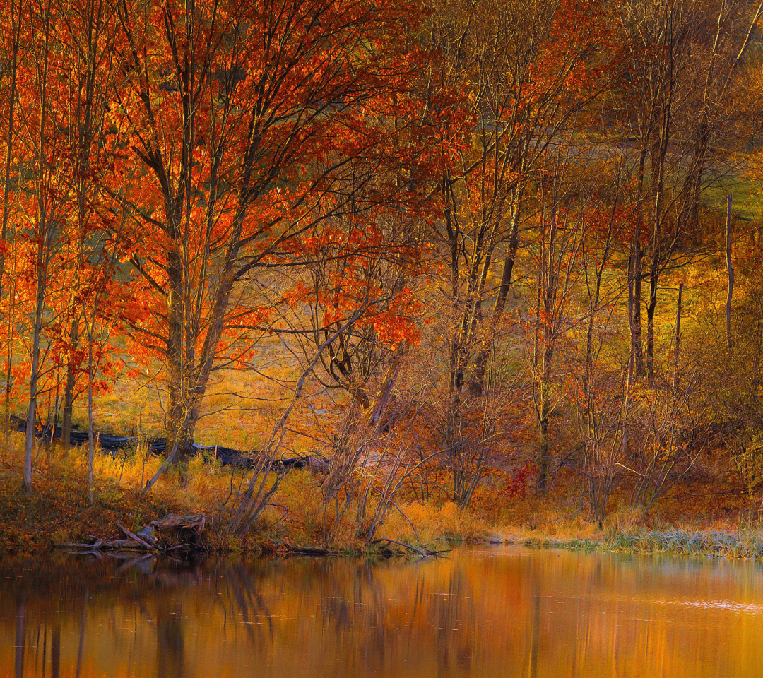 Das Colorful Autumn Trees near Pond Wallpaper 1080x960