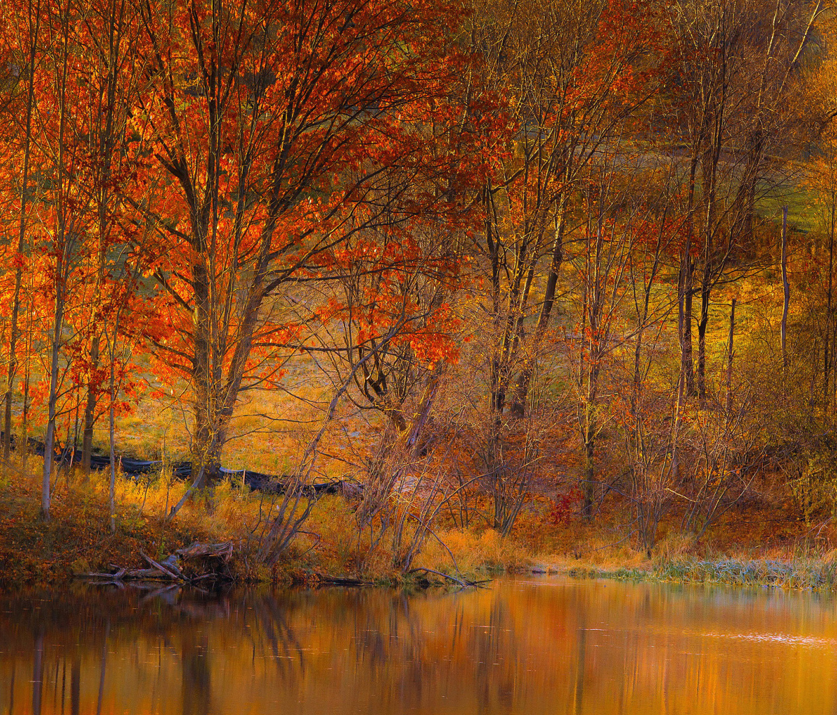 Colorful Autumn Trees near Pond wallpaper 1200x1024