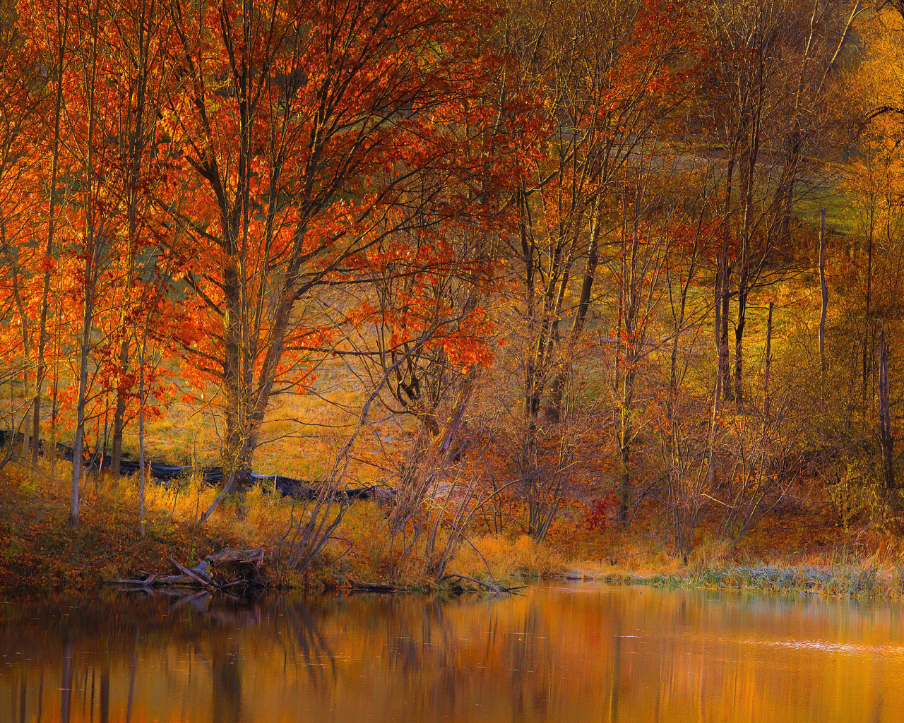 Colorful Autumn Trees near Pond wallpaper 1280x1024