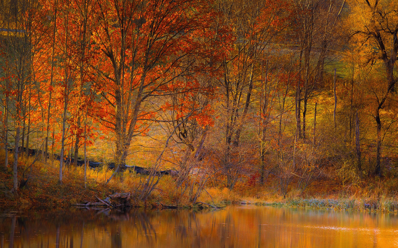 Das Colorful Autumn Trees near Pond Wallpaper 1280x800