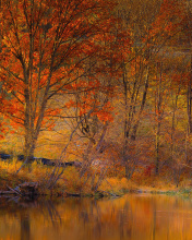 Colorful Autumn Trees near Pond wallpaper 176x220