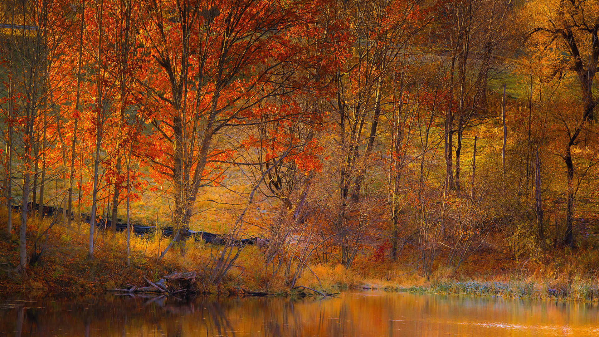 Colorful Autumn Trees near Pond wallpaper 1920x1080