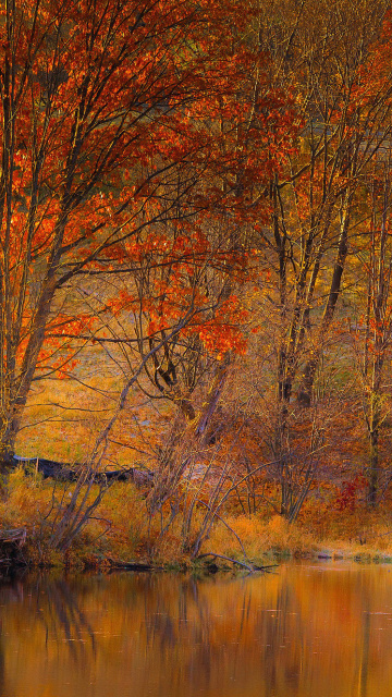 Das Colorful Autumn Trees near Pond Wallpaper 360x640