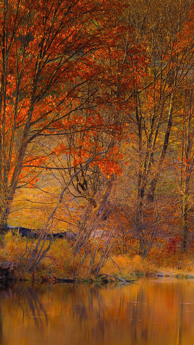 Colorful Autumn Trees near Pond wallpaper 640x1136