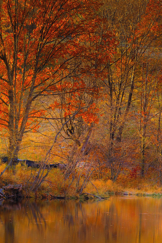 Colorful Autumn Trees near Pond wallpaper 640x960