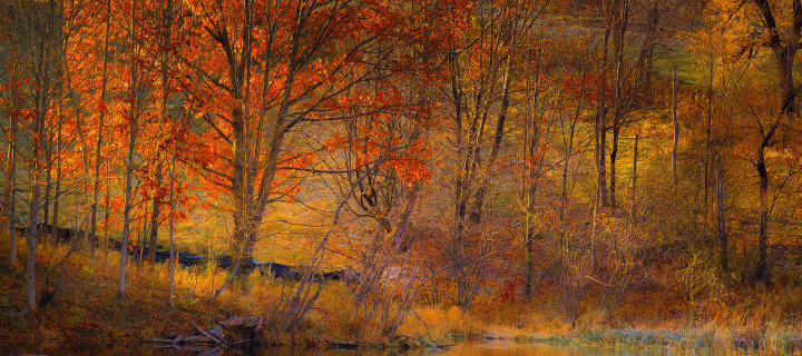 Colorful Autumn Trees near Pond wallpaper 720x320