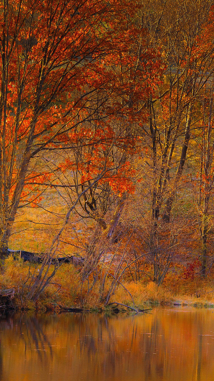 Обои Colorful Autumn Trees near Pond 750x1334