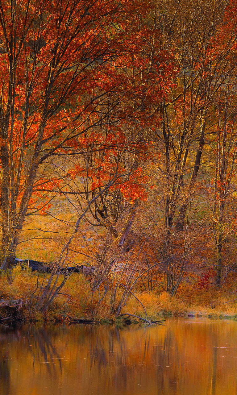 Обои Colorful Autumn Trees near Pond 768x1280