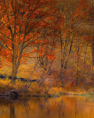 Colorful Autumn Trees near Pond - Obrázkek zdarma pro Nokia Asha 309