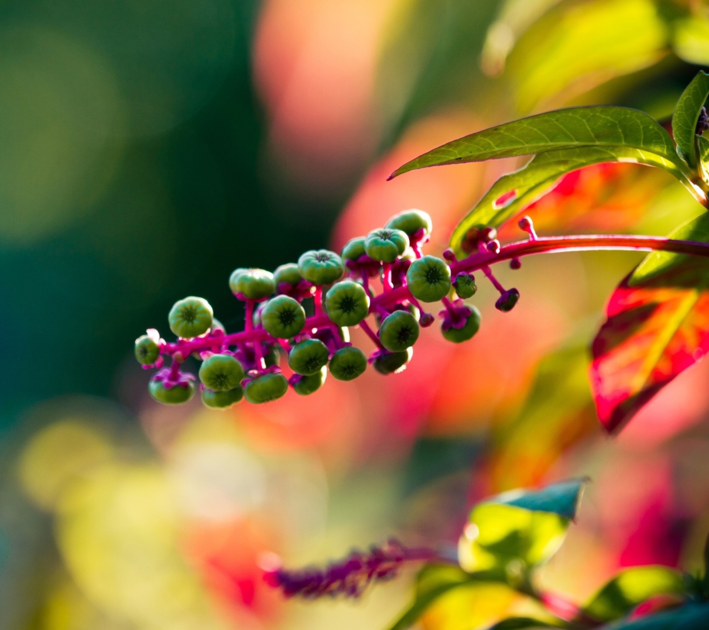 Green Seeds wallpaper 1440x1280