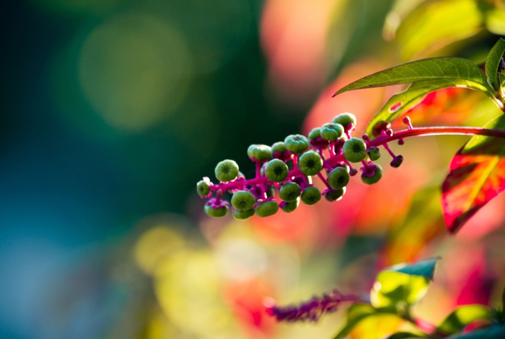 Sfondi Green Seeds