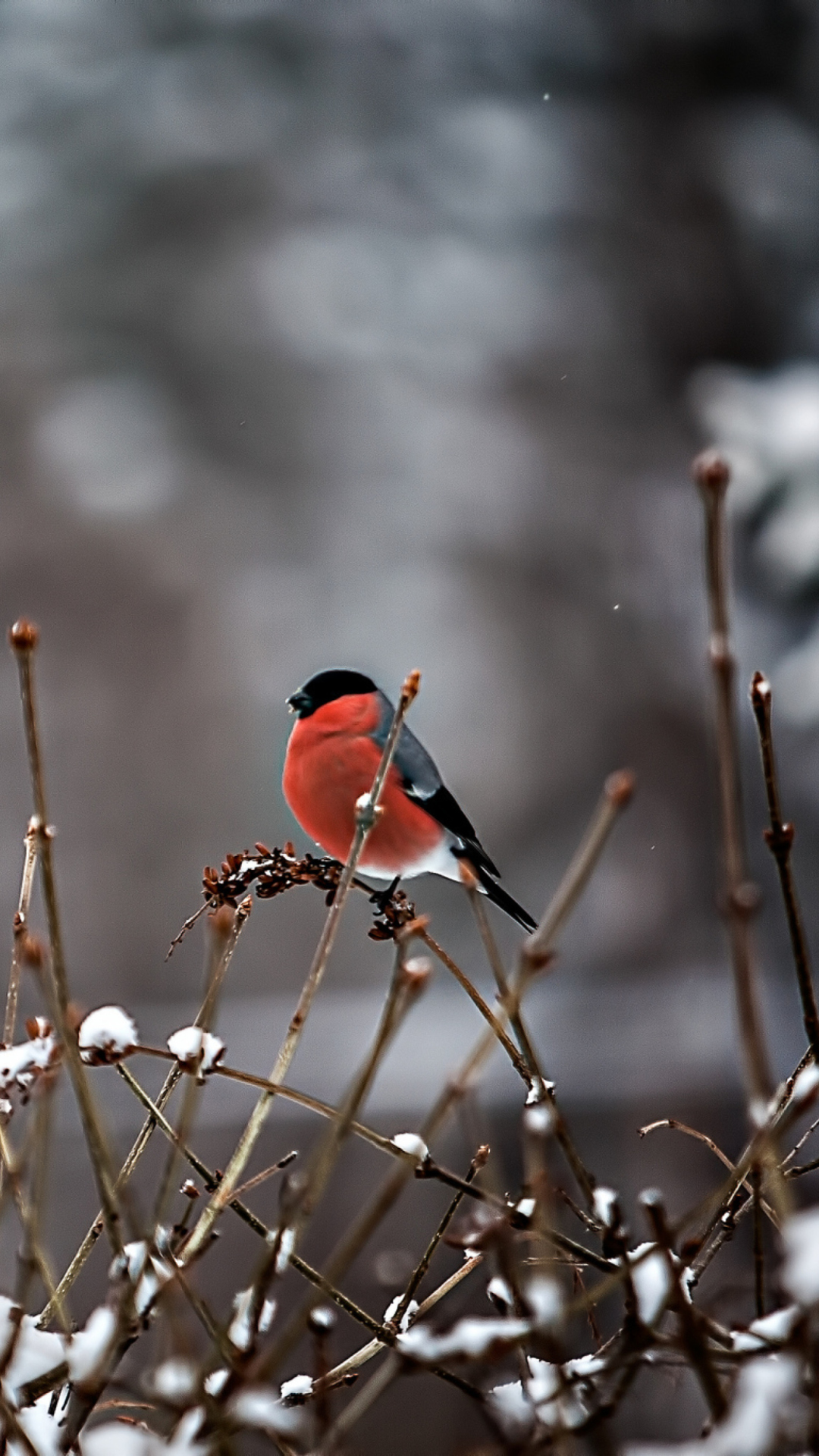 Bullfinch Bird wallpaper 1080x1920