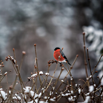 Обои Bullfinch Bird 208x208