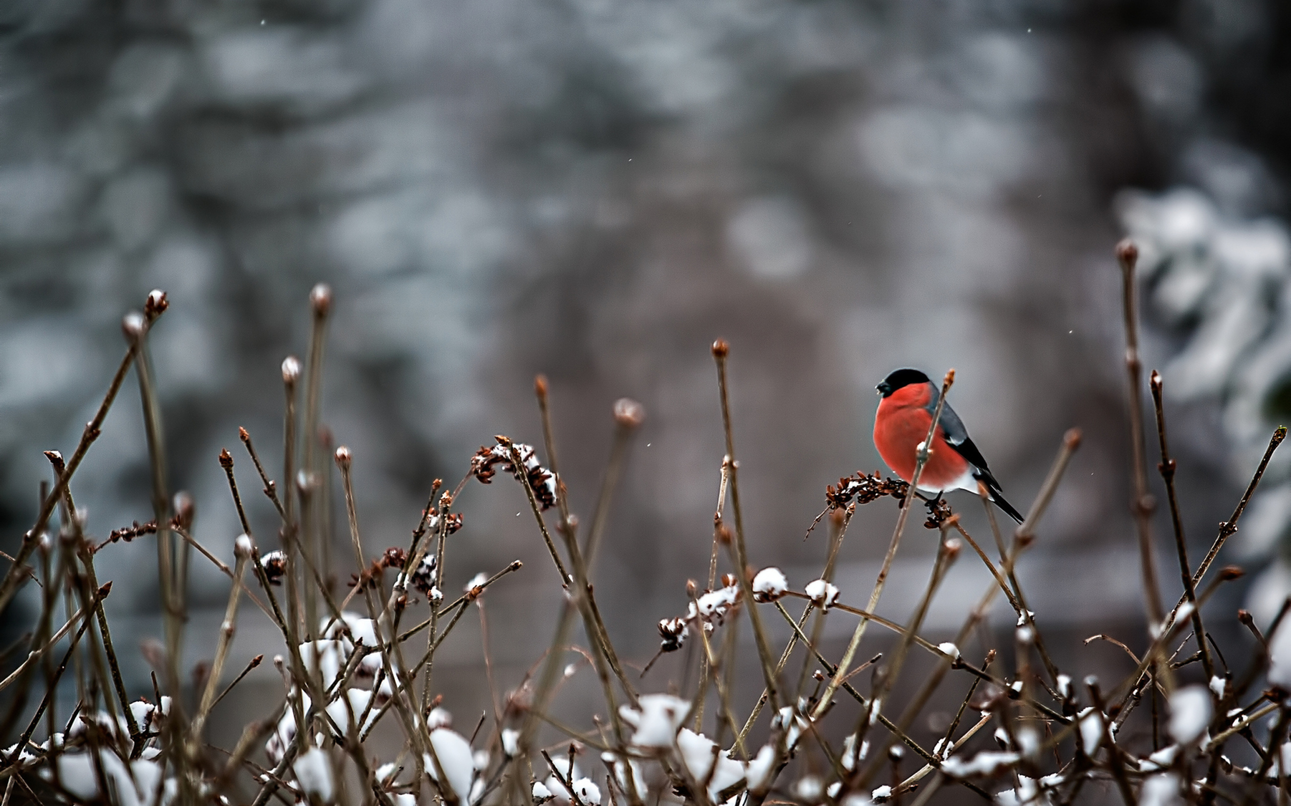 Bullfinch Bird wallpaper 2560x1600