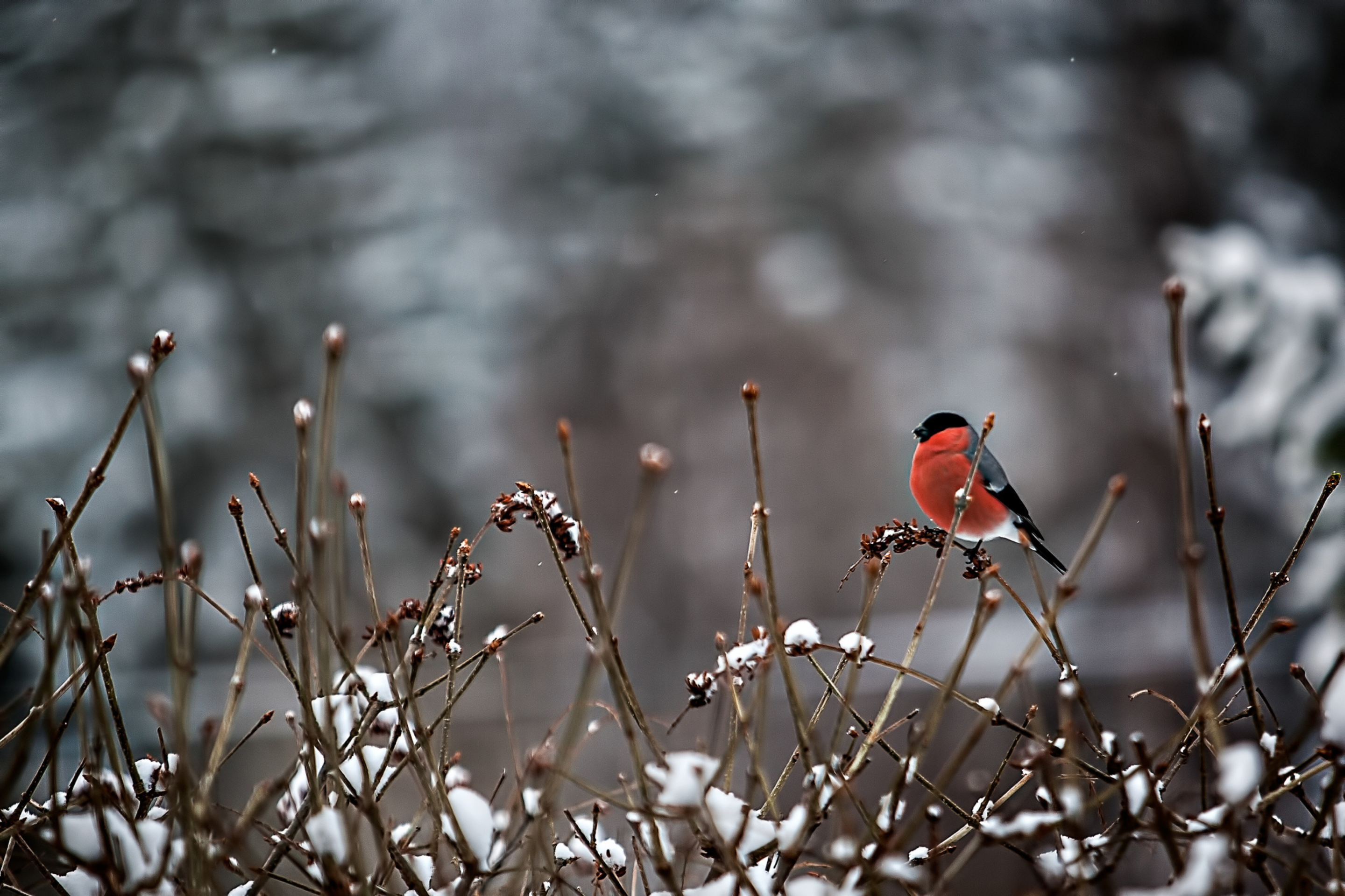 Bullfinch Bird wallpaper 2880x1920